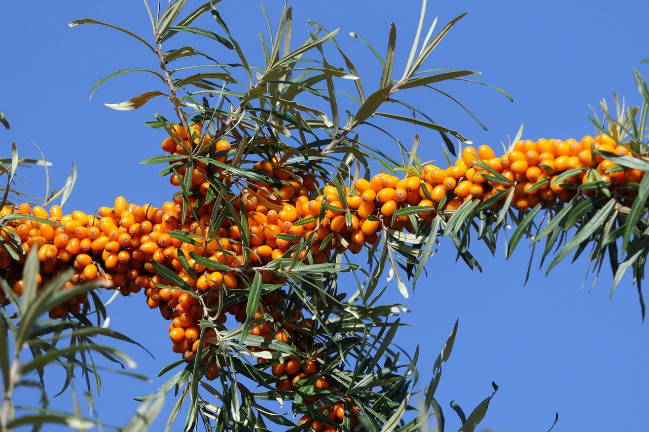 Branch of a plant with orange berries against a clear blue sky