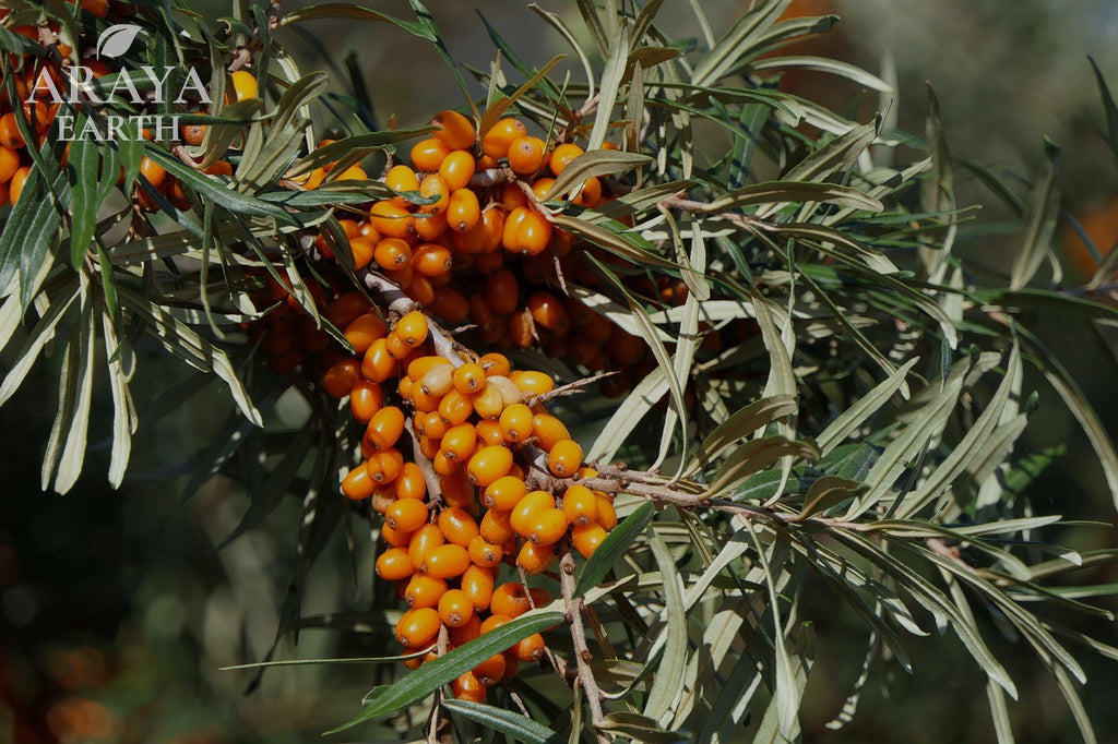 Close-up of orange berries on a branch with 'Araya Earth' branding.