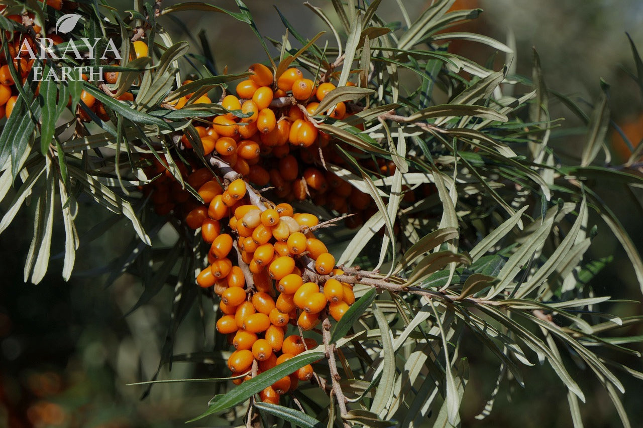 Close-up of orange berries on a branch with 'Araya Earth' branding.